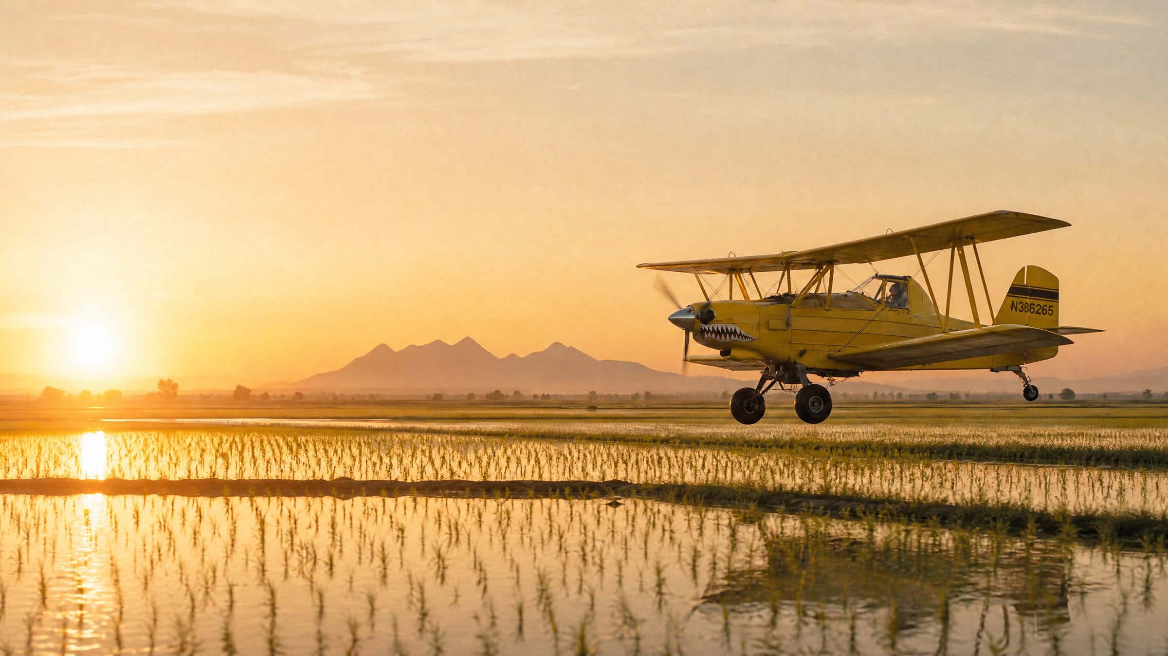 Ag Cat biplane flying low over flooded rice fields with the Sutter Buttes behind